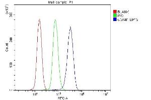 anti-Cytochrome C Oxidase Subunit IV Isoform 1 (COX4I1) (AA 59-169) antibody