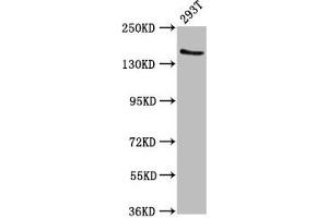 Western Blot Positive WB detected in: 293T whole cell lysate All lanes: EPRS antibody at 7.