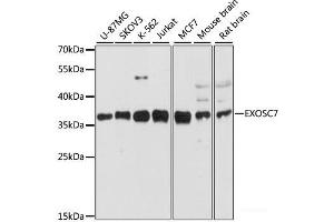 Western blot analysis of extracts of various cell lines using EXOSC7 Polyclonal Antibody at dilution of 1:3000. (EXOSC7 anticorps)