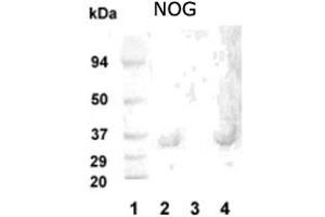 Western blot analysis of NOG in 20 ug of human hippocampus tissue lysate (Lanes 2 and 4) with NOG polyclonal antibody at 1 : 1000 dilution . (NOG anticorps)