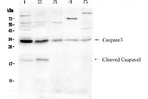 Western blot analysis of Caspase-3 (P17)  using anti- Caspase-3 (P17)  antibody . (Caspase 3 anticorps  (N-Term))
