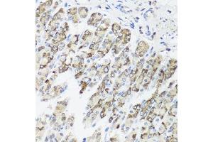 Immunohistochemistry of paraffin-embedded mouse stomach using TIMM10B antibody. (TIMM10B anticorps  (AA 1-103))