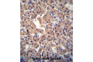 ATPBD3 antibody (Center) immunohistochemistry analysis in formalin fixed and paraffin embedded human pancreas tissue followed by peroxidase conjugation of the secondary antibody and DAB staining. (ATPBD3 anticorps  (Middle Region))