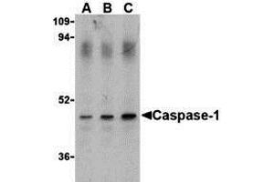 Western Blotting (WB) image for anti-Caspase 1 (CASP1) (Middle Region) antibody (ABIN1030897) (Caspase 1 anticorps  (Middle Region))
