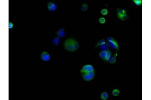 Immunofluorescence staining of MCF-7 cells with ABIN7146984 at 1:166, counter-stained with DAPI.
