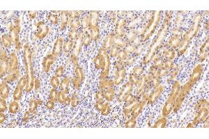 Detection of TBG in Mouse Kidney Tissue using Polyclonal Antibody to Thyroxine Binding Globulin (TBG) (SERPINA7 anticorps  (AA 127-393))