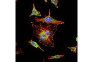 Immunofluorescence analysis of Hela cells using HIF1A mouse mAb (green). (HIF1A anticorps)
