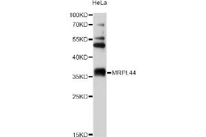 Western blot analysis of extracts of HeLa cells, using MRPL44 antibody (ABIN5972856) at 1/2000 dilution.