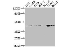 Western Blot Positive WB detected in: 293T whole cell lysate, HepG2 whole cell lysate, A549 whole cell lysate, MCF-7 whole cell lysate, Jurkat whole cell lysate, Mouse liver tissue, Mouse heart tissue All lanes: AGTR2 antibody at 1:2000 Secondary Goat polyclonal to rabbit IgG at 1/50000 dilution Predicted band size: 42 kDa Observed band size: 42 kDa
