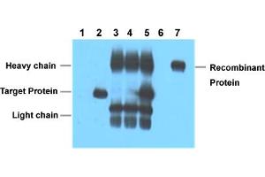 Immunoprecipitation analysis of Lane 1: Untransfected 293 cell lysate, Lane 2: Transfected 293 cell lysate with V5-tag fusion protein, Lane 3: IP (untransfected 293 + V5 tag monoclonal antibody, clone 3C8 + Protein G agarose) , Lane 4: IP (transfected 293 + normal Mouse IgG + Protein G agarose), Lane 5: IP (transfected 293 + V5 tag monoclonal antibody, clone 3C8 + Protein G agarose), Lane 6: IP (transfected 293 + Protein G agarose), Lane 7: Recombinant protein (E. (V5 Epitope Tag anticorps)