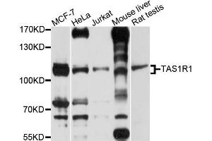 Western blot analysis of extracts of various cells, using TAS1R1 antibody. (TAS1R1 anticorps)