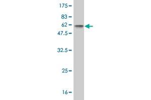 Western Blot detection against Immunogen (50.