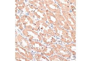 Immunohistochemistry of paraffin-embedded human stomach using HMG antibody (635) at dilution of 1:100 (40x lens).