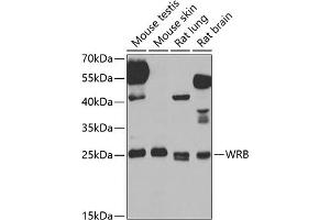 Western blot analysis of extracts of various cell lines, using WRB antibody (ABIN6129154, ABIN6150261, ABIN6150262 and ABIN6222768) at 1:1000 dilution. (WRB anticorps  (AA 30-100))