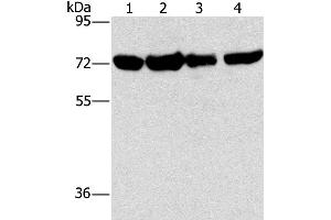 Western Blotting (WB) image for anti-DEP Domain Containing 1 (DEPDC1) antibody (ABIN2429933) (DEPDC1 anticorps)