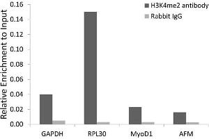 Chromatin immunoprecipitation analysis extracts of 293 cell line, using DiMethyl-Histone H3-K4 antibody and rabbit IgG. (Histone 3 anticorps  (H3K4me2))