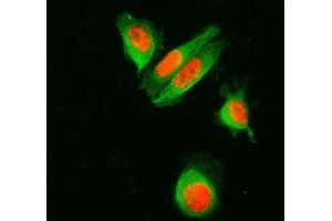IF analysis of SF3A1 and Tubulin alpha using anti-SF3A1 antibody (ABIN7600556) and anti-Tubulin alpha antibody (ABIN7600339). (SF3A1 anticorps  (AA 20-556))
