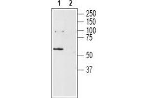 Western blot analysis of rat brain lysates: - 1.
