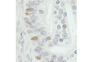 anti-Mediator Complex Subunit 18 (MED18) (C-Term) antibody