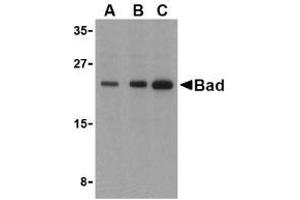 Western blot analysis of Bad in T24 cell lysates with AP30114PU-N Bad antibody at (A) 0. (BAD anticorps)