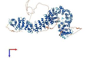 AlphaFold protein structure predicition of Human Recombinant PDS5A Protein, UniprotID Q29RF7