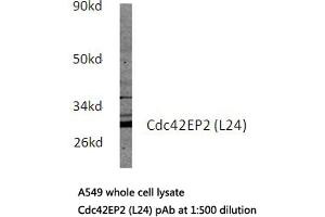 Western blot (WB) analysis of Cdc42EP2 antibody in extracts from A549 cells. (CDC42EP2 anticorps)