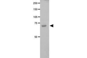 Western blot analysis of FANCG in transfected COS-1 cell lysate using FANCG polyclonal antibody . (FANCG anticorps)