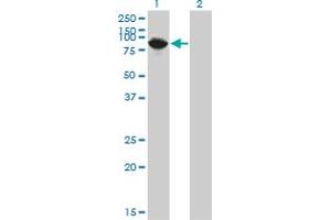 Western Blot analysis of THNSL1 expression in transfected 293T cell line by THNSL1 monoclonal antibody (M08), clone 6B1.
