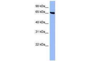 Image no. 1 for anti-SHC (Src Homology 2 Domain Containing) Transforming Protein 3 (SHC3) (AA 359-408) antibody (ABIN6741713) (SHC3 anticorps  (AA 359-408))