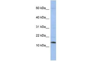 Western Blotting (WB) image for anti-Small Nuclear Ribonucleoprotein D2 Polypeptide 16.5kDa (SNRPD2) antibody (ABIN2458512) (SNRPD2 anticorps)