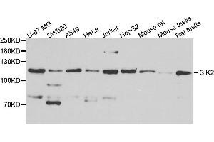 Western blot analysis of extract of various cells, using SIK2 antibody. (SIK2 anticorps)
