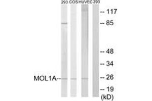 Western blot analysis of extracts from 293/COS7/HuvEc cells, treated with IFN 2500U/ml 30', using MOL1A Antibody. (MOL1A (AA 101-150) anticorps)