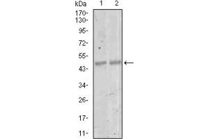 Western blot analysis using MEF2C antibody against NIH3T3 (1) and 3T3-L1 (2) cell lysate. (MEF2C anticorps  (AA 1-125))