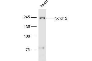 Mouse heart lysates probed with Rabbit Anti-Notch 2 Polyclonal Antibody, Unconjugated  at 1:5000 for 90 min at 37˚C. (NOTCH2 anticorps  (AA 1501-1700))