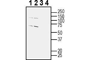 Western blot analysis of mouse brain membranes (lanes 1 and 3) and rat brain membranes (lanes 2 and 4):1-2.