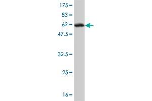 Western Blot detection against Immunogen (64.