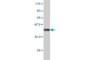 Western Blot detection against Immunogen (36.
