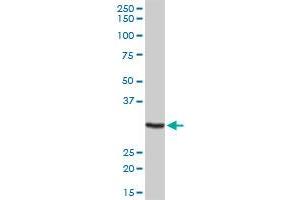 MPG MaxPab rabbit polyclonal antibody. (MPG anticorps  (AA 1-293))