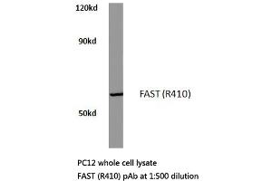 Western blot (WB) analysis of FAST antibody in extracts from pc12 cells. (FASTK anticorps)