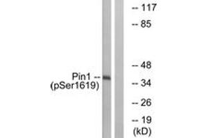 Western blot analysis of extracts from COS7 cells treated with insulin 0. (PIN1 anticorps  (pSer16))