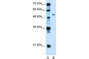 WB Suggested Anti-PSG1 Antibody Titration:  2. (PSG1 anticorps  (N-Term))