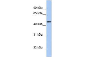 WB Suggested Anti-ROM1 Antibody Titration:  0. (ROM1 anticorps  (Middle Region))