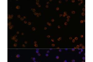 Immunofluorescence analysis of Raw264.
