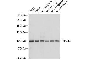 Western blot analysis of extracts of various cell lines, using H antibody (ABIN7267593) at 1:1000 dilution. (HACE1 anticorps  (AA 1-100))
