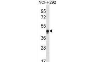 Western Blotting (WB) image for anti-Calumenin (CALU) antibody (ABIN2996650) (CALU anticorps)