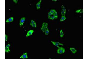 Immunofluorescent analysis of HepG2 cells using ABIN7166261 at dilution of 1:100 and Alexa Fluor 488-congugated AffiniPure Goat Anti-Rabbit IgG(H+L)