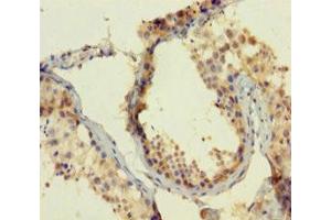 Immunohistochemistry of paraffin-embedded human testis tissue using ABIN7165112 at dilution of 1:100 (ATOH1 anticorps  (AA 1-354))