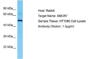 Host: Rabbit Target Name: SMCR7 Sample Type: HT1080 Whole Cell lysates Antibody Dilution: 1. (SMCR7 anticorps  (N-Term))