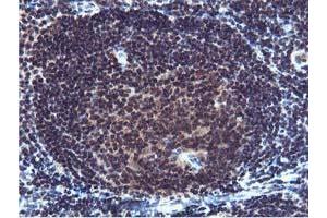 Image no. 1 for anti-Cystatin SA (CST2) antibody (ABIN1497759) (CST2 anticorps)