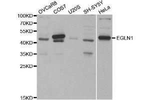 Western blot analysis of extracts of various cell lines, using EGLN1 antibody. (EGLN1 anticorps)